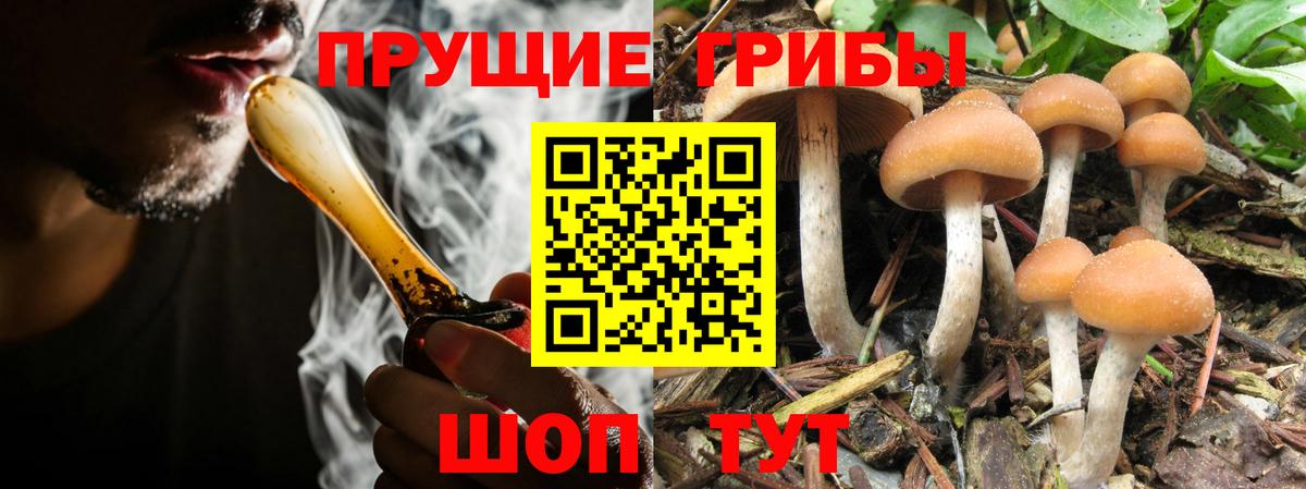 Галлюциногенные грибы Psilocybe Рославль